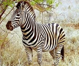 aaef570f3b96c200c7f0.webp