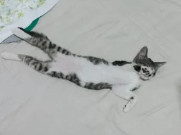 c686204eebc06a62542c.webp