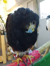 d770dff61dca69692026.webp