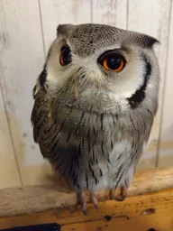 dcda315e4e7400668742.webp