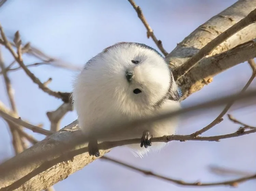 eed09a6f86e8b0b24969.png.webp