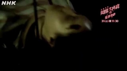 32639315da4db7ea70be.mp4