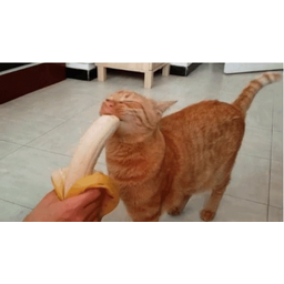12ba436dbde1b70721f2.gif