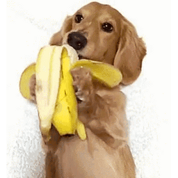 71a93e0111252f2f5822.gif