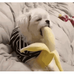 86189157fddd072b781a.gif