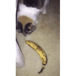 e636c6ad0213408838e8.gif