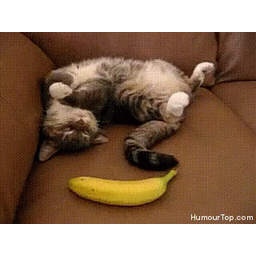 f96d7cc0499e2bde05f1.gif