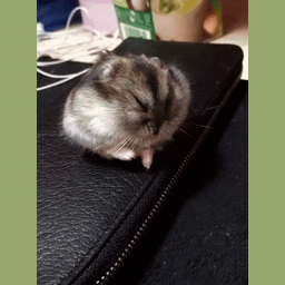 3cf4522919dfddb6ee08.gif