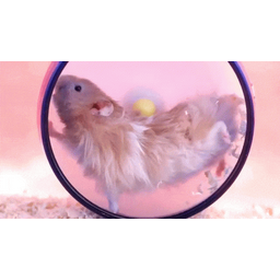 4335b198bbb9fc91bfd7.gif