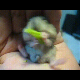 4c8d81c8346ecc43d713.gif