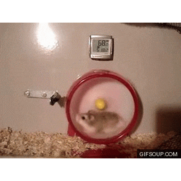 5b03efd333e586fd9702.gif