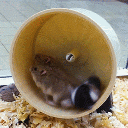 610d56c65017960f47d9.gif