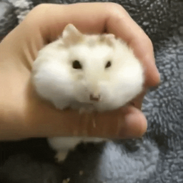 7910d155224c6e373f10.gif