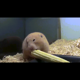 a42a2628aeeb75326c3d.gif