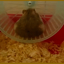 a8c51ca744cf0aca6d03.gif