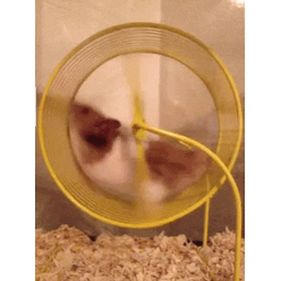 d8184a84e661c92ed41d.gif