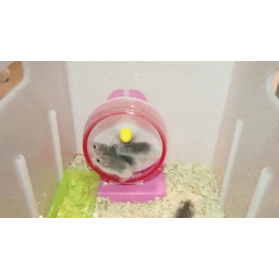 f6995fe9aca1c22e9f6e.gif