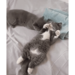 1829e531c7b266520bda.gif