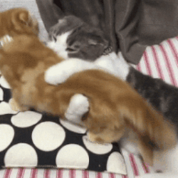 1de6bc21dbba765670ee.gif