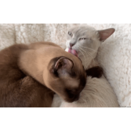 3252bc1e9d2b7089cb90.gif