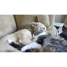 35e332e4c9b914c2defe.gif