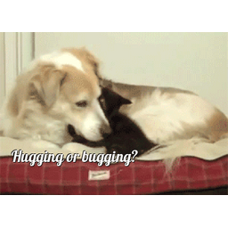 36b647a29dce462f9d03.gif