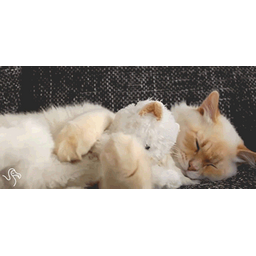 383c70bbbad05a220300.gif