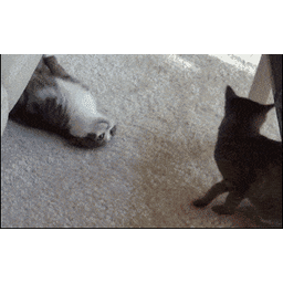 3aa16e31871519bbb2d9.gif