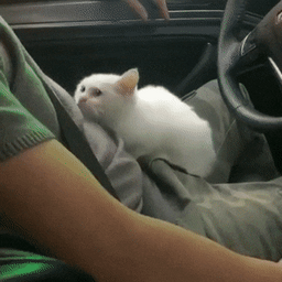 6a5a199c2290818107fa.gif