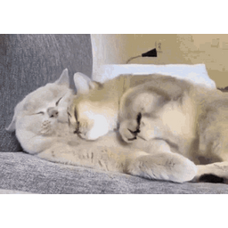 8f5171eae0533ef2a42d.gif