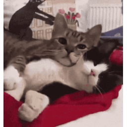 a5bc46b1e5c19e5f0bf9.gif