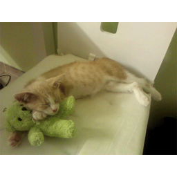 a6890c833cbb0fa806b3.gif