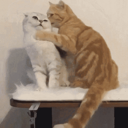 ab22c03f93f95a84f751.gif