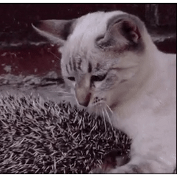 ac55688a05708efb0b8d.gif