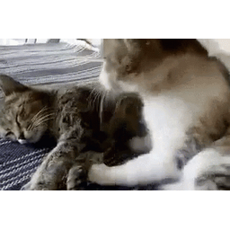 b6e87f93b99a705c1c78.gif