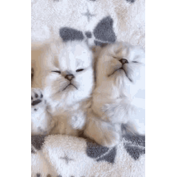 b82956dc2889dd122da0.gif