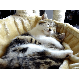 b97032ac58f28dd06b8f.gif