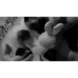 ba65a3363c16d42cf0b6.gif