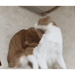 c373bdc0746116f52f7b.gif