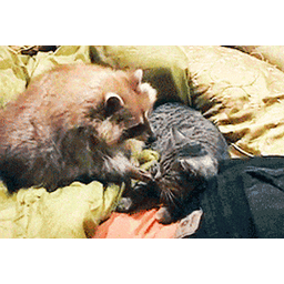 c8513c12674a9b6c35c8.gif