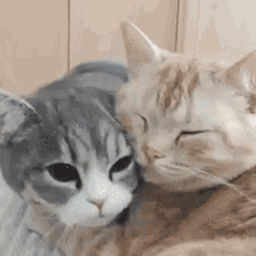 d46befa523443996eddb.gif