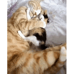 dc11e58fbd788b1b8e2d.gif