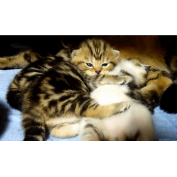 dc5e3e64801f0749d5a6.gif