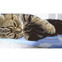 e4f47d45a0b6cc383af6.gif