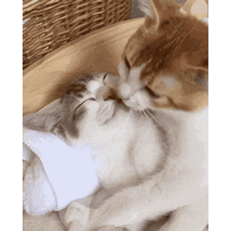 e68f8756b4ff3019affd.gif