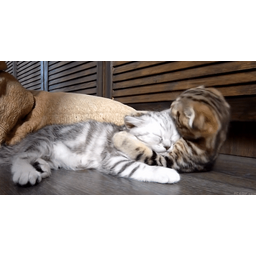 fa7fd101d64c18b502be.gif