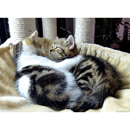 faa43210409be6c4af40.gif