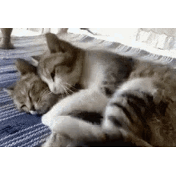 fef1e08efc2e57295b9e.gif